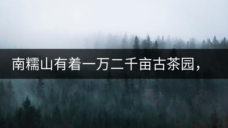 南糯山有著一萬二千畝古茶園，還有一棵枯死八百年樹齡的茶王樹