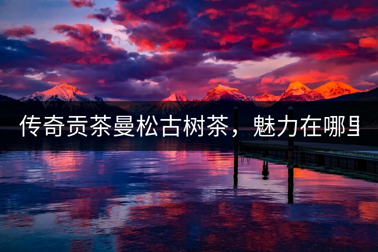 傳奇貢茶曼松古樹(shù)茶，魅力在哪里？