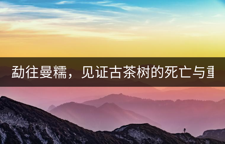 勐往曼糯，見證古茶樹的死亡與重生（上）