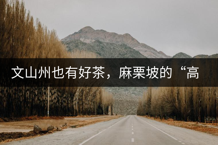 文山州也有好茶，麻栗坡的“高朋”古樹(shù)茶