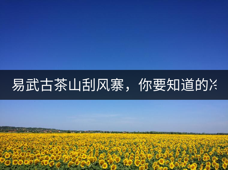 易武古茶山刮風寨，你要知道的冷知識！