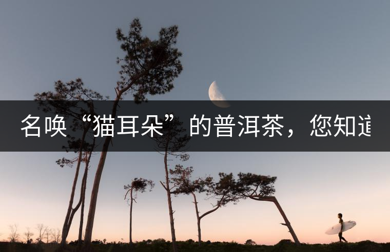 名喚“貓耳朵”的普洱茶，您知道嗎、