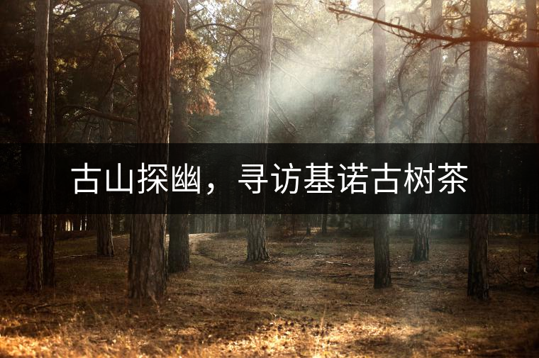 古山探幽，尋訪基諾古樹(shù)茶