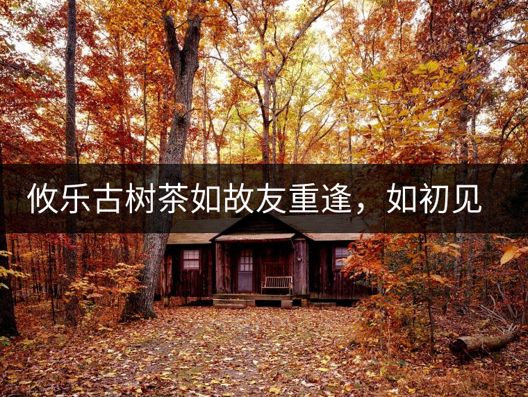 攸樂古樹茶如故友重逢，如初見傾心