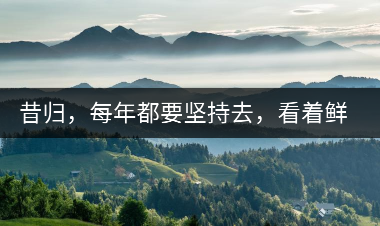 昔歸，每年都要堅(jiān)持去，看著鮮葉都是香甜的