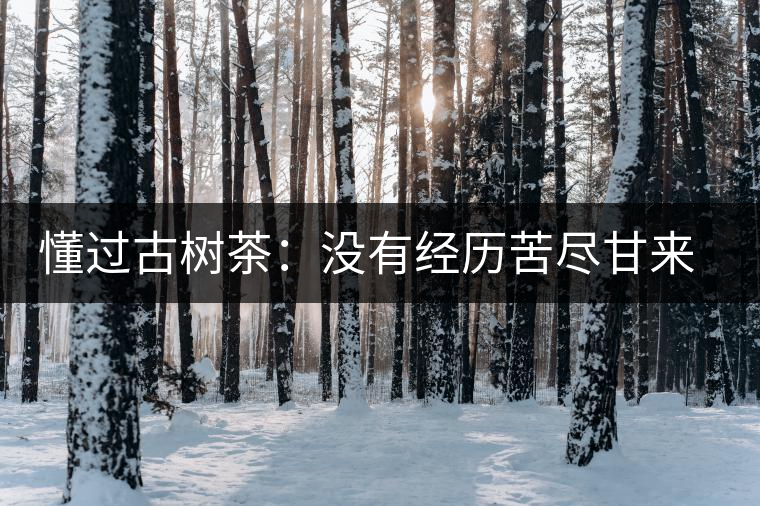 懂過古樹茶：沒有經(jīng)歷苦盡甘來的人，不足以談懂過