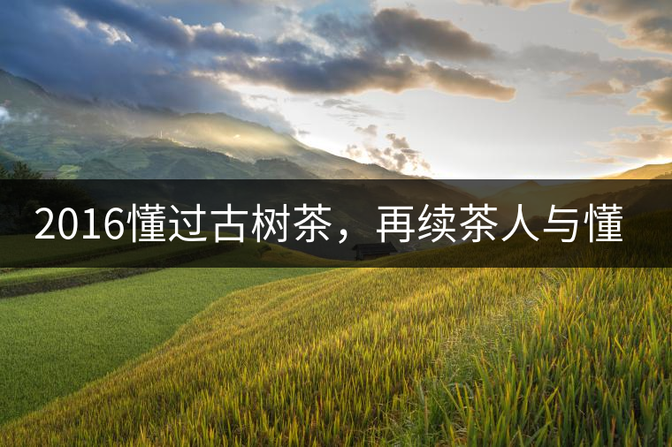 2016懂過(guò)古樹(shù)茶，再續(xù)茶人與懂過(guò)的故事