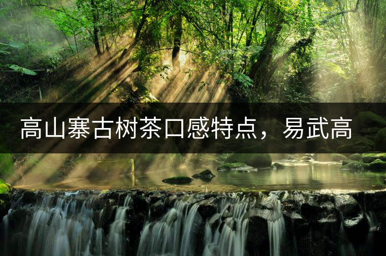 高山寨古樹(shù)茶口感特點(diǎn)，易武高山寨普洱茶介紹