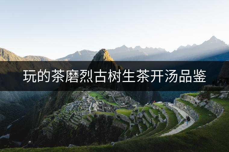 玩的茶磨烈古樹生茶開湯品鑒