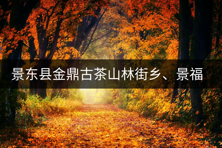 景東縣金鼎古茶山林街鄉(xiāng)、景福鄉(xiāng)、東鎮(zhèn)普洱茶