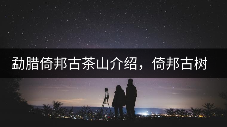 勐臘倚邦古茶山介紹，倚邦古樹茶口感特點
