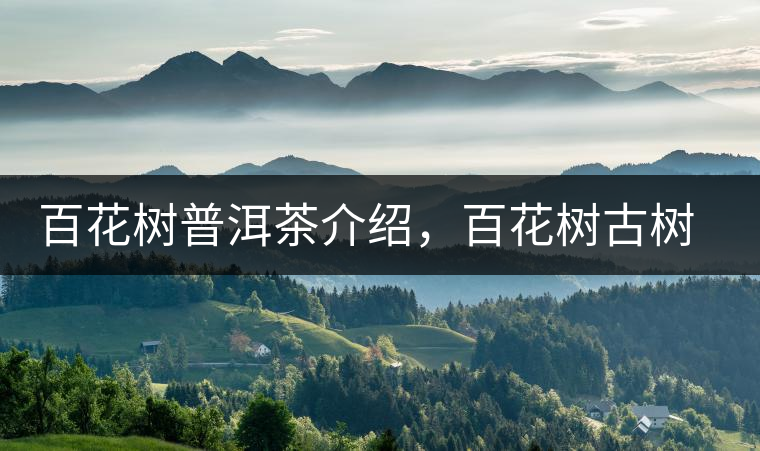 百花樹(shù)普洱茶介紹，百花樹(shù)古樹(shù)茶口感特點(diǎn)