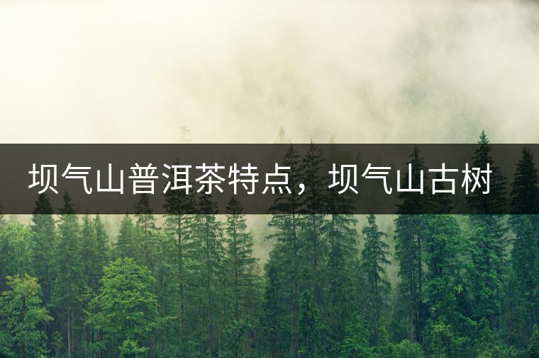 壩氣山普洱茶特點，壩氣山古樹茶介紹