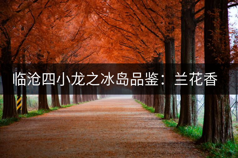 臨滄四小龍之冰島品鑒：蘭花香，冰糖甜