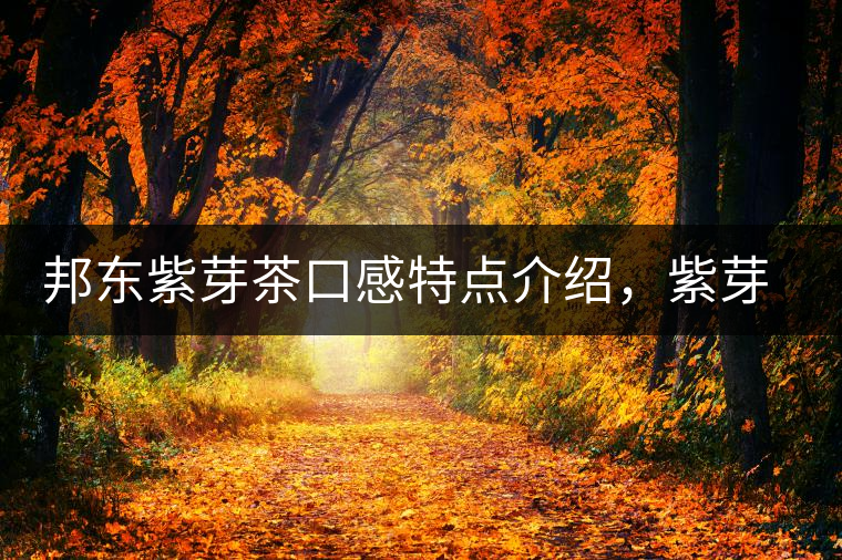 邦東紫芽茶口感特點(diǎn)介紹，紫芽與紫鵑區(qū)別