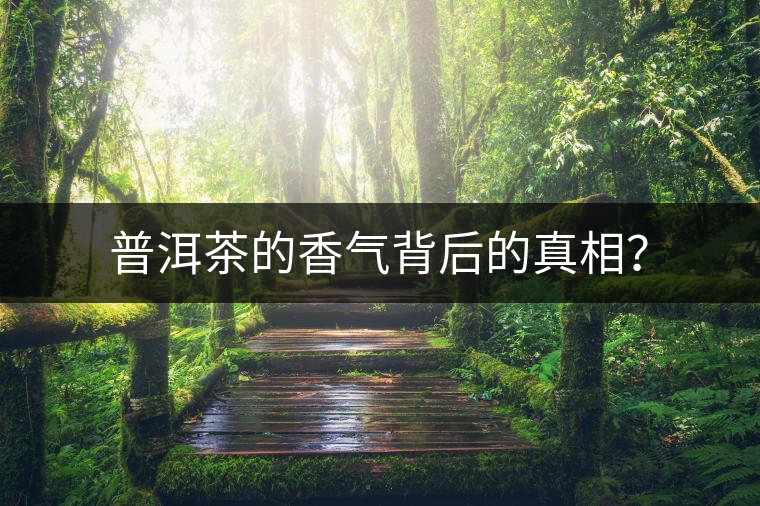 普洱茶的香氣背后的真相？