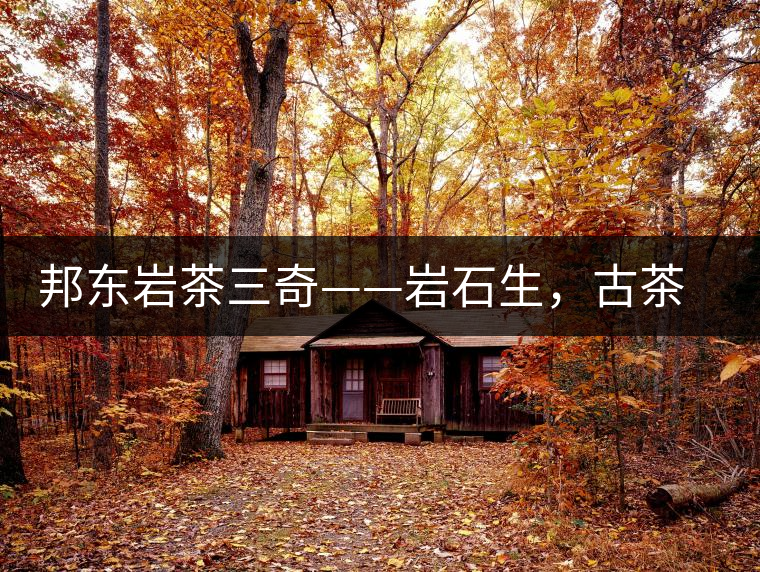 邦東巖茶三奇——巖石生，古茶韻，原野香