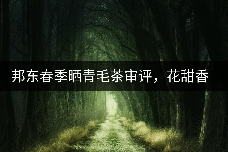 邦東春季曬青毛茶審評，花甜香高揚(yáng)甘爽潤滑
