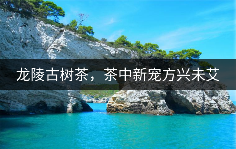 龍陵古樹茶，茶中新寵方興未艾