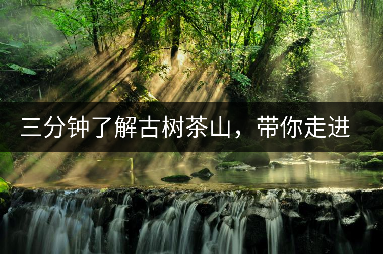 三分鐘了解古樹(shù)茶山，帶你走進(jìn)易武大漆樹(shù)古樹(shù)茶