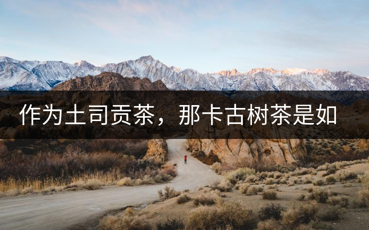 作為土司貢茶，那卡古樹茶是如何在眾多茶中脫穎而出的