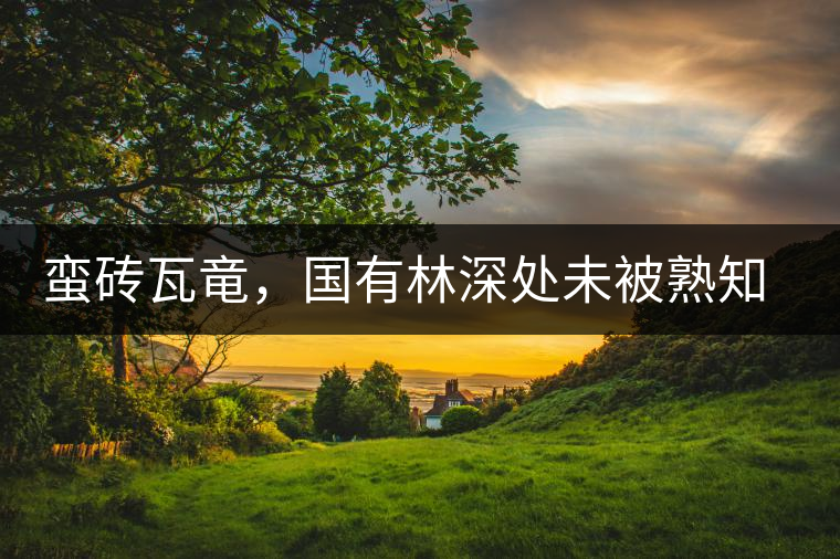 蠻磚瓦竜，國有林深處未被熟知的山頭