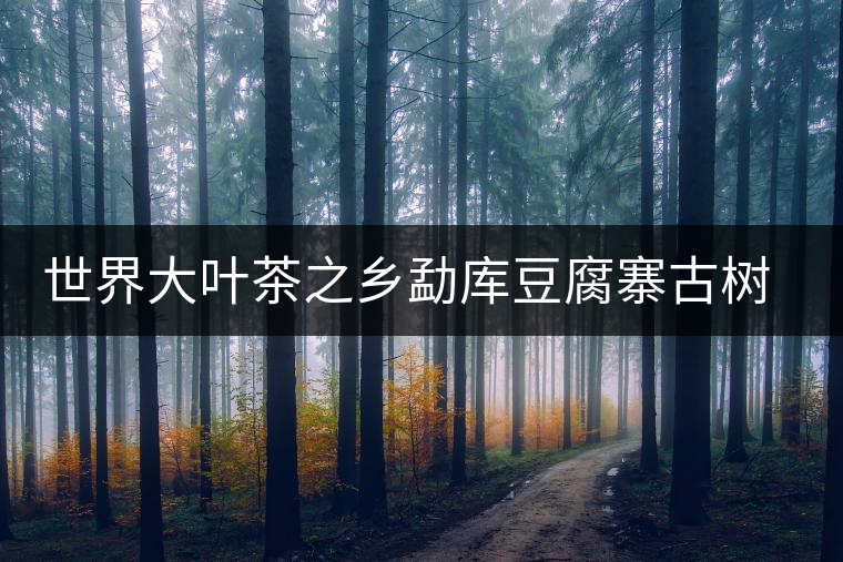 世界大葉茶之鄉(xiāng)勐庫(kù)豆腐寨古樹(shù)茶介紹 世界大葉茶之鄉(xiāng)勐庫(kù)豆腐寨古樹(shù)茶介紹