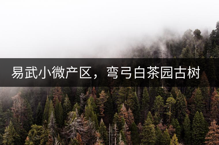 易武小微產(chǎn)區(qū)，彎弓白茶園古樹茶介紹