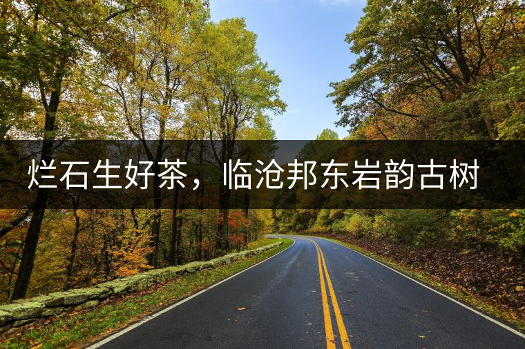 爛石生好茶，臨滄邦東巖韻古樹普洱茶