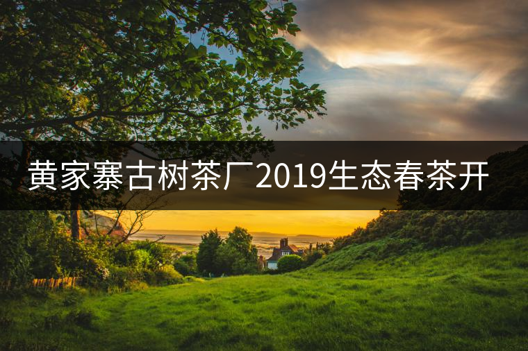 黃家寨古樹茶廠2019生態(tài)春茶開采