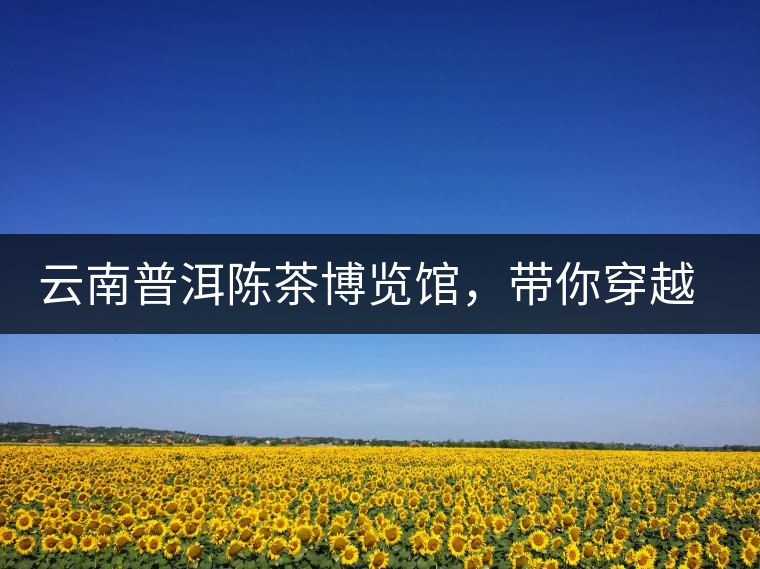 云南普洱陳茶博覽館，帶你穿越時(shí)光，品普洱老茶