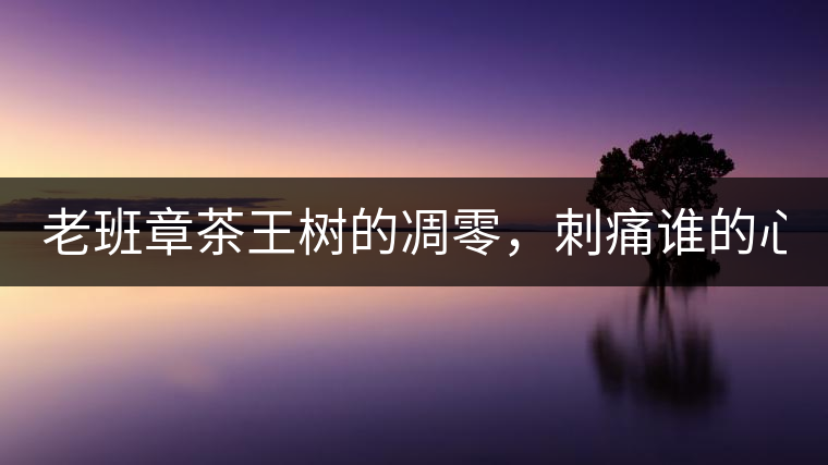 老班章茶王樹的凋零，刺痛誰的心？