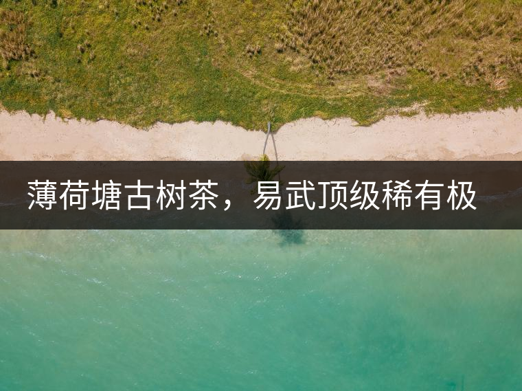 薄荷塘古樹茶，易武頂級(jí)稀有極品