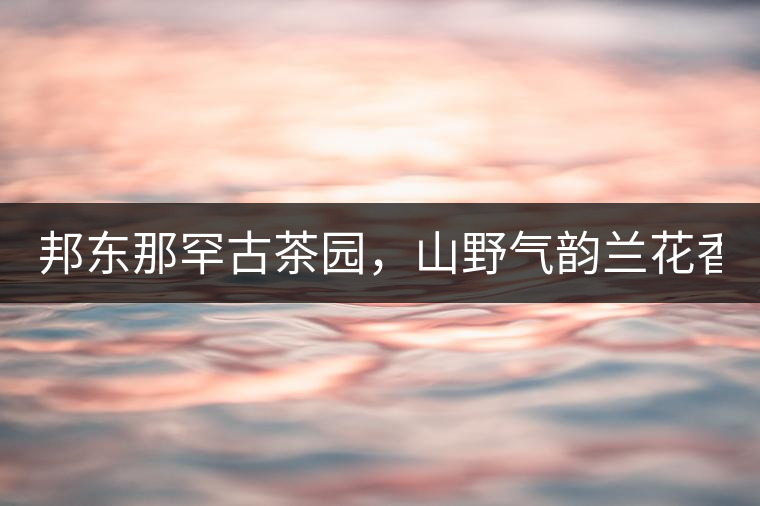 邦東那罕古茶園，山野氣韻蘭花香！