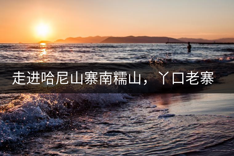 走進哈尼山寨南糯山，丫口老寨普洱茶特點