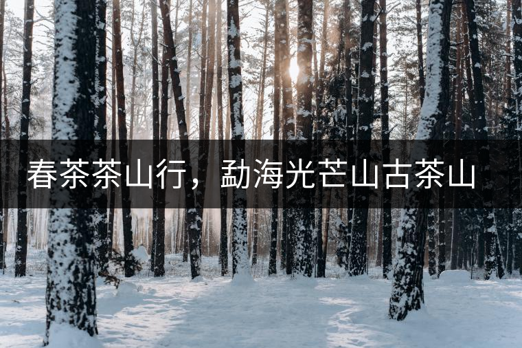 春茶茶山行，勐海光芒山古茶山你去過嗎？