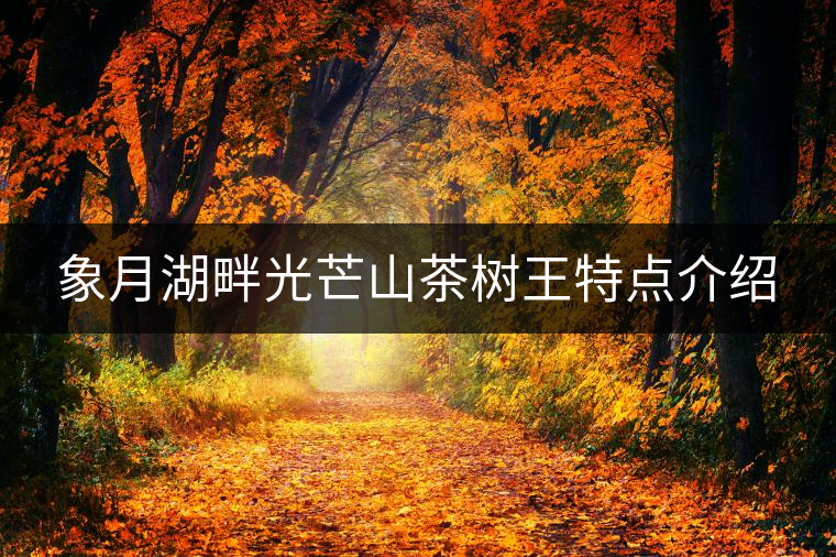 象月湖畔光芒山茶樹王特點(diǎn)介紹 象月湖畔光芒山茶樹王特點(diǎn)介紹