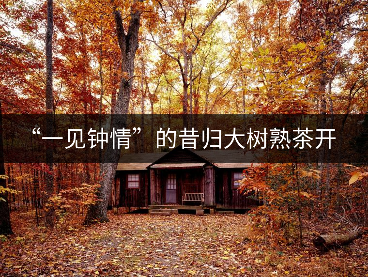 “一見(jiàn)鐘情”的昔歸大樹(shù)熟茶開(kāi)湯品鑒報(bào)告 “一見(jiàn)鐘情”的昔歸大樹(shù)熟茶開(kāi)湯品鑒報(bào)告