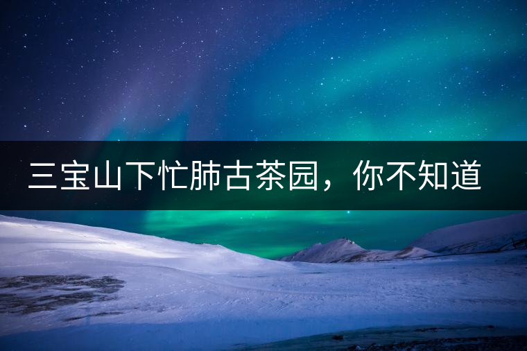 三寶山下忙肺古茶園，你不知道的古樹茶傳說