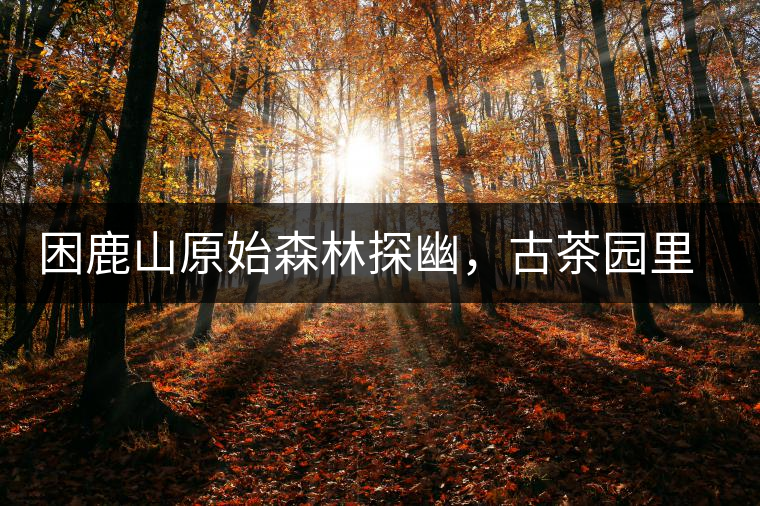 困鹿山原始森林探幽，古茶園里的優(yōu)美景色