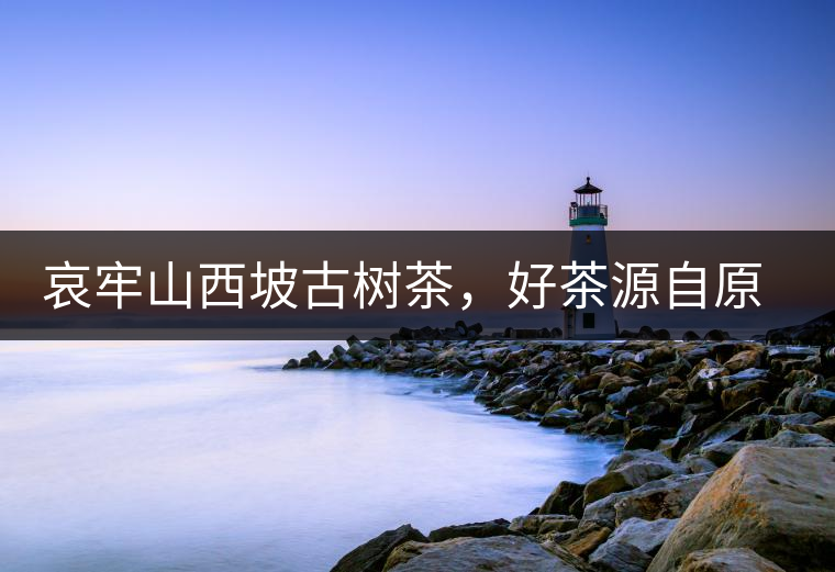 哀牢山西坡古樹茶，好茶源自原生態(tài)高山