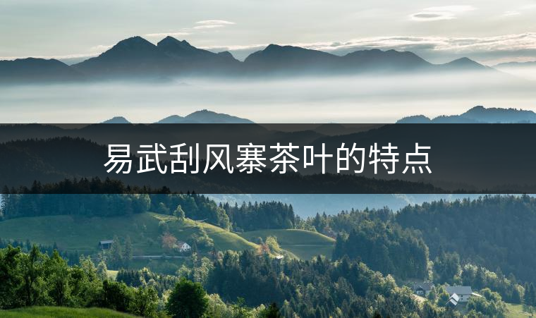 易武刮風(fēng)寨茶葉的特點