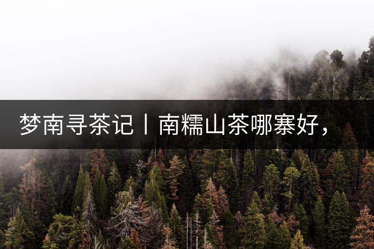 夢南尋茶記丨南糯山茶哪寨好，半坡老寨數(shù)第一