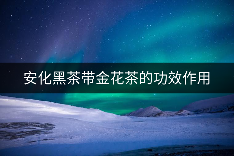 安化黑茶帶金花茶的功效作用