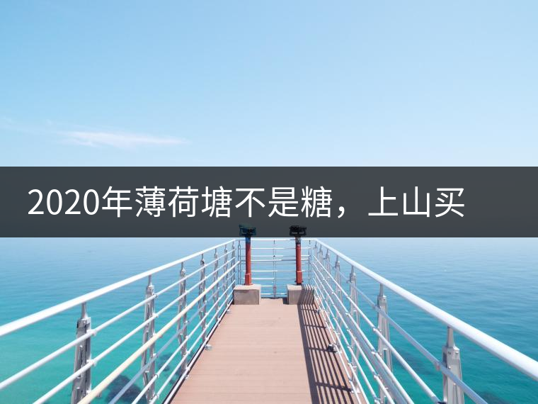 2020年薄荷塘不是糖，上山買茶除了帶鈔票還得搖號-易武中聘號