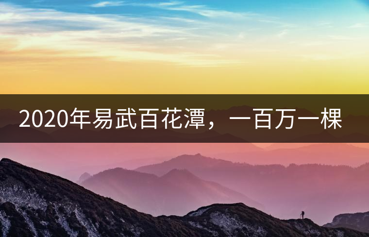 2020年易武百花潭，一百萬(wàn)一棵樹-易武中聘號(hào)