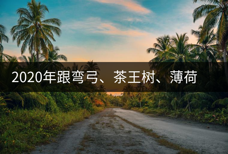 2020年跟彎弓、茶王樹、薄荷塘屬于同一山脈的神秘山頭-易武中聘號(hào)