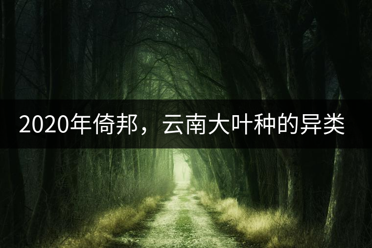 2020年倚邦，云南大葉種的異類-易武中聘號(hào)