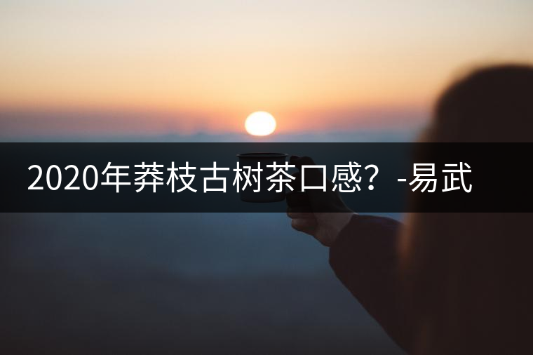 2020年莽枝古樹茶口感？-易武中聘號