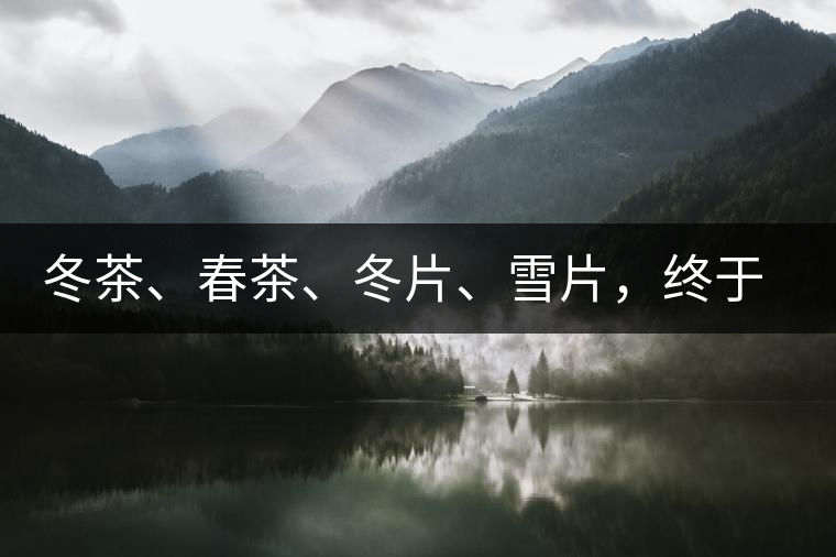 冬茶、春茶、冬片、雪片，終于分清楚了